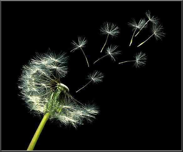 10 Amazing Things Wind Can Do Post Post Image 10 Amazing Things Wind Can Do