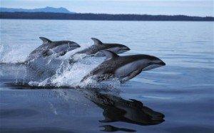 Porpoise 2311490b 300x1871 image Porpoise 2311490b 300x1871 Wind Farm Developments Delayed by Porpoises