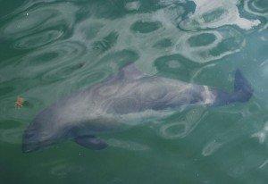 Porpoises WW2 Mines Increase Costs of German Offshore Wind Projects 300x2061 image Porpoises WW2 Mines Increase Costs of German Offshore Wind Projects 300x2061 Wind Farm Developments Delayed by Porpoises