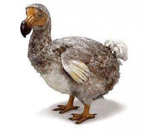 dodo 300x2811 image dodo 300x2811 Compensation for Bird Deaths: The Hypocrisy