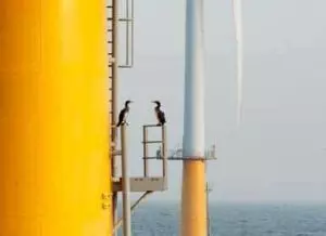 North Sea Birds 300x218 North Sea Focus (2)   Wind Farms Promote Biodiversity