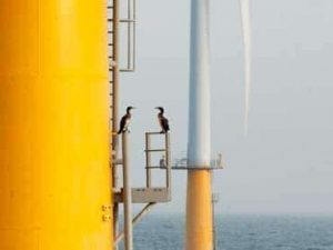 North Sea Focus (2) – Wind Farms Promote Biodiversity North-Sea-Birds