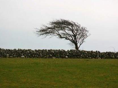 Wind Power – The Fairy Tales and the Reality – part 2 tree-wind-deformation-11.jpg