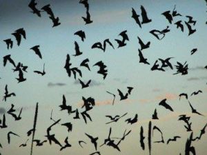 bats1.jpg