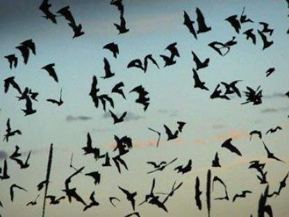 Do newly planned Windmills threaten endangered bat species? bats1.jpg
