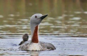 Pride in London Pride red throated diver 300x1931