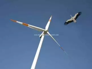 Earth Talk Wind Power Birds