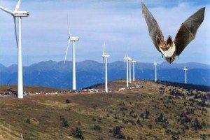 Why are Wind Turbines White? bat wind turbine 300x2001