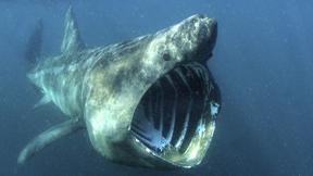 basking shark 11 Argyll Array Shelved  as Not Financially Viable