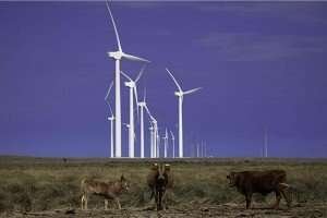 Everythings Bigger in Texas  Including Wind! Penascal Wind Farm Kennedt ounty Texas 300x2001