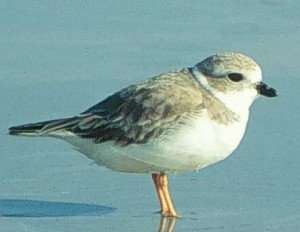 Piping Plover 300x2321 Wind Power for Tybee Island, Georgia, United States