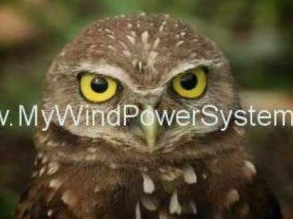 Quieter Wind Turbines With Owl Feathers! Burrowing Owl