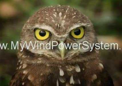 Burrowing Owl 1 Quieter Wind Turbines   Based On Owl Feathers!