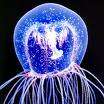 jellyfish-wind-power jellyfish wind power3 The Jellyfish Wind Turbine And The Google Zeitgeist