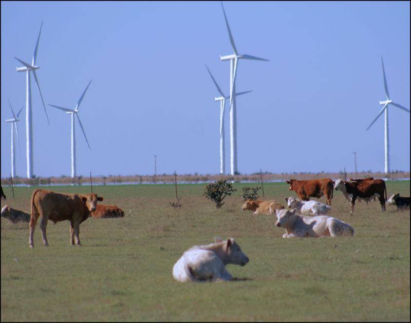 cows-and-wind-turbines cows and wind turbines3 Farm Income Land for Wind Farms Additional Income For Landowners
