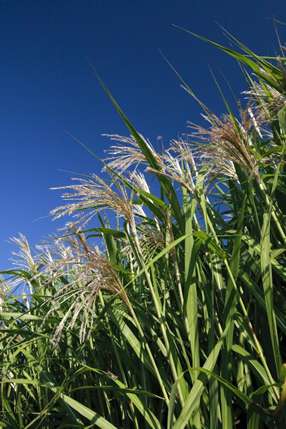 alternative-energy-biomass alternative energy biomass11 Alternative Energy The Facts Part 10 Biomass