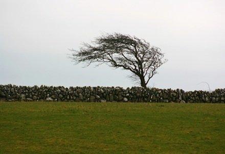 tree wind deformation 11 image tree wind deformation 11 Wind Power The Fairy Tales and the Reality – part 2
