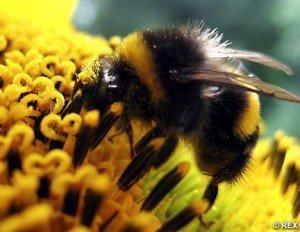 BumbleBeeREX_468x362 BumbleBeeREX 468x362 300x2321 Misreported US Study on Connection Between Wind Turbines and Global Warming