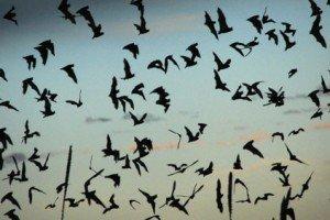 bats bats 300x2001 Independent Analysis of the most Common Concerns about Wind Power