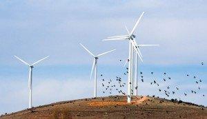 biodiversity-research-institute-studies-wind-turbine-dangers-wildlife_306 biodiversity research institute studies wind turbine dangers wildlife 306 300x1731 Independent Analysis of the most Common Concerns about Wind Power