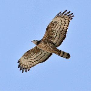 honey-buzzard honey buzzard1 Go Ahead Given for England & Wales Largest Onshore Wind Farm