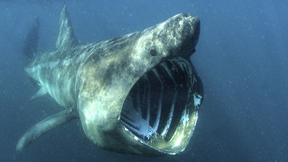 Basking Shark basking shark 11 Argyll Array Shelved as Not Financially Viable