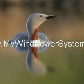 Red Throated Diver 2596 standard1 What Future for Offshore Wind Farms in Europe?