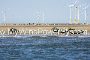 Scroby Sands Seals by wind farm 1931 A Visit to Two Wind Farms