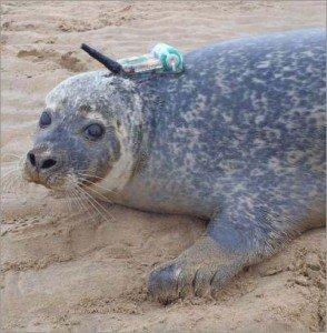 harbor seal 294x3001 image harbor seal 294x3001 UK Wind Turbine Record Seals Loving It!