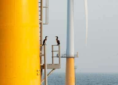 north sea birds image north sea birds North Sea Focus (2) Wind Farms Promote Biodiversity