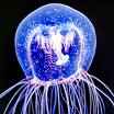 The Jellyfish Wind Turbine And The Google Zeitgeist