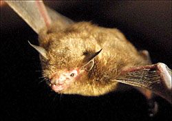 Do newly planned Windmills threaten endangered bat species?