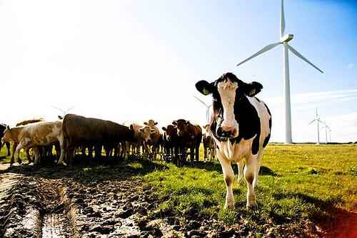 cow-and-wind-turbine