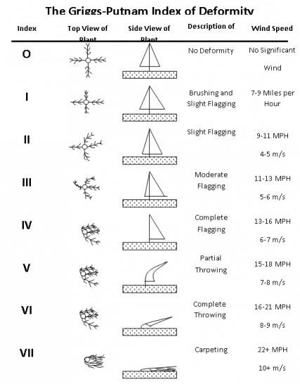 Griggs-Putnam model Griggs Putnam model e1763222796316 Using Trees to Estimate Average Wind Speed: The Griggs Putnam Index of Plant Deformity