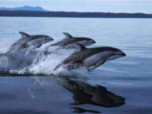 German Coastal Windfarm 250MW Developments Delayed by Porpoises German Coastal Windfarm 250MW Developments Delayed by Porpoises
