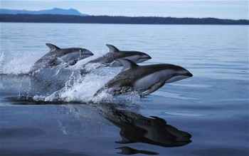 German Coastal Windfarm 250MW Developments Delayed by Porpoises Porpoise 2311490b 1 German Coastal Windfarm 250MW Developments Delayed by Porpoises