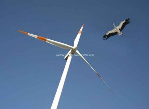 Wind Turbines and Bird Deaths in the United States.