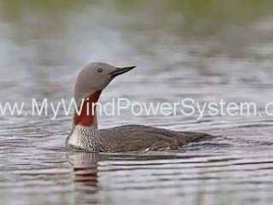 Red Throated Diver Scuppers London Array Expansion