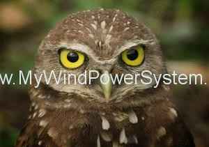 The Wind “‘Owls” No More:  A Quieter more Efficient Wind Turbine- Based on Owl Feathers!